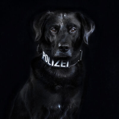 Polizeihund Louis - Suchhund vom Team der LEON DOGS
