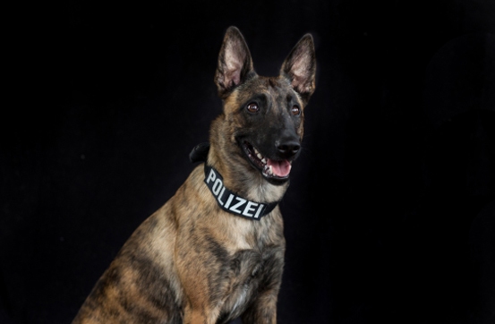 Polizeihund Ninja, Suchhund, Schutzhund vom Team der LEON DOGS