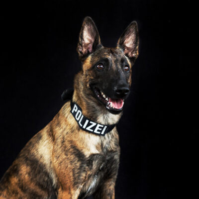 Polizeihund Ninja, Suchhund, Schutzhund vom Team der LEON DOGS