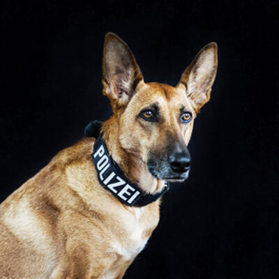Polizeihund Pepsi, Suchhund, Schutzhund vom Team der LEON DOGS