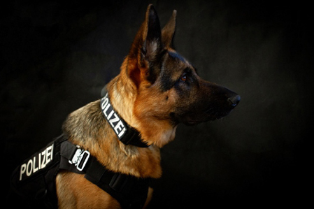 Polizeihund Usa, Suchhund, Schutzhund vom Team der LEON DOGS