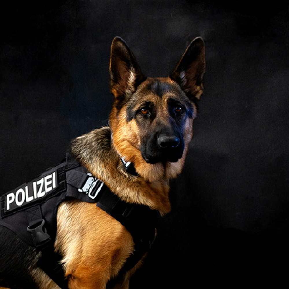 Polizeihund Usa, Suchhund, Schutzhund vom Team der LEON DOGS