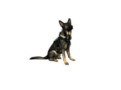 polizeihunde, suchhunde mieten bei LEON Actionteam